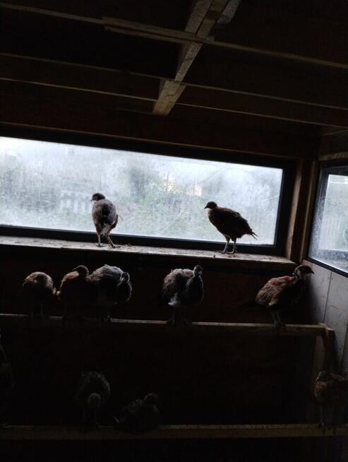 bazanty polne lowne, srebrne, melanistyczne roczne