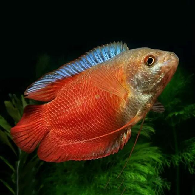 Prętnik karłowaty Blue Red standard