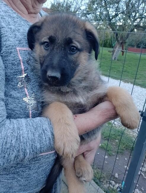 Owczarki niemieckie krótkowłose