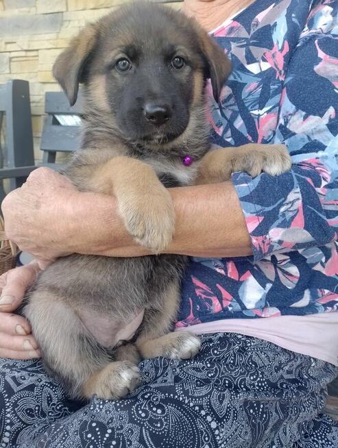 Owczarki niemieckie krótkowłose