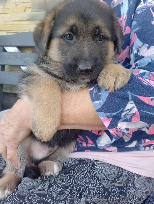 Owczarki niemieckie krótkowłose