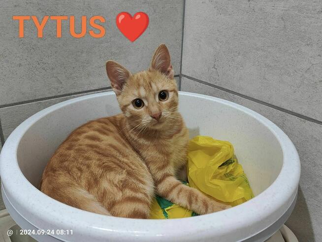 Pilne!! ok 5 mcz rudy kocurek czeka na adopcję Krasnystaw