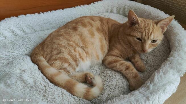 Pilne!! ok 5 mcz rudy kocurek czeka na adopcję Krasnystaw