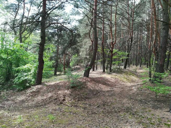 Przepiękna działka w lesie k/zalewu b. tanio!