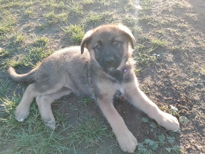 Owczarki niemieckie krótkowłose