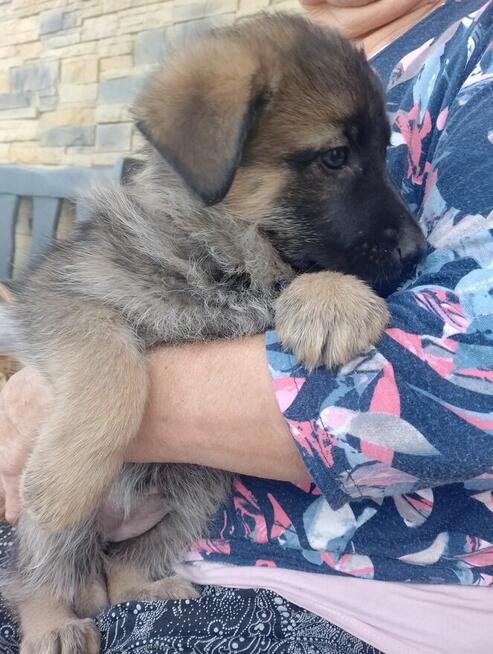 Owczarki niemieckie krótkowłose