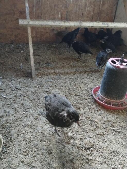 bazanty polne lowne, srebrne, melanistyczne roczne