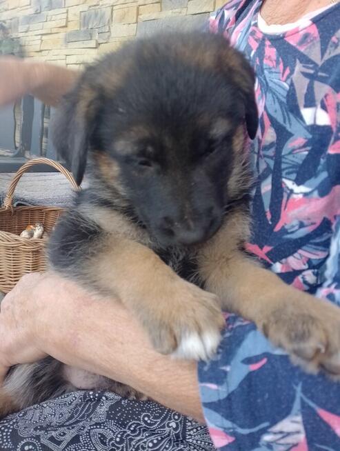 Owczarki niemieckie krótkowłose