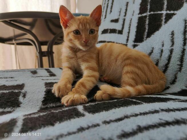 Pilne!! ok 5 mcz rudy kocurek czeka na adopcję Krasnystaw