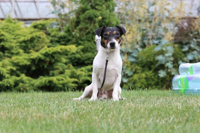 JACK Russel Terrier pies