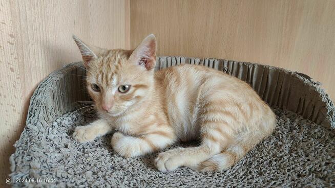 Pilne!! ok 5 mcz rudy kocurek czeka na adopcję Krasnystaw