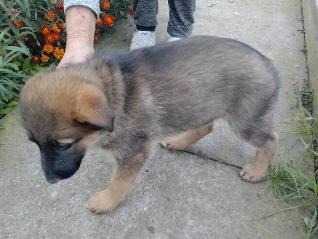 Owczarki niemieckie krótkowłose