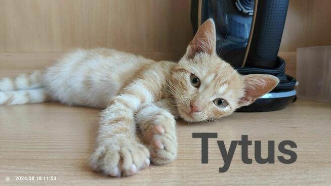 Pilne!! ok 5 mcz rudy kocurek czeka na adopcję Krasnystaw