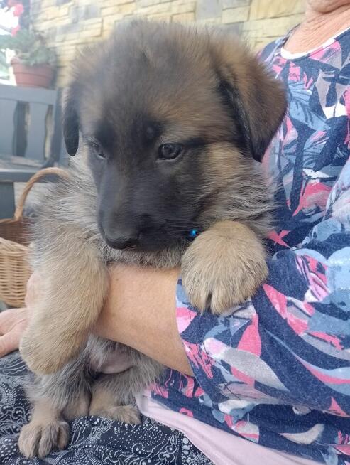 Owczarki niemieckie krótkowłose