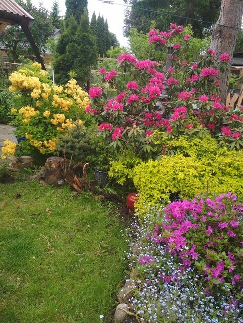 Działka ROD pod Warszawą (Komorów) ul.Turystyczna 25