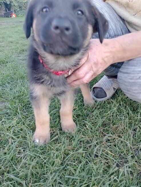 Owczarki niemieckie krótkowłose