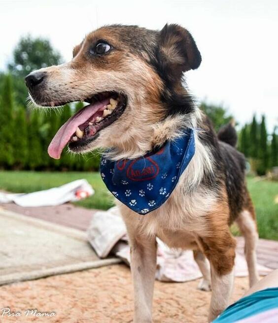 Słodki, grzeczny Falko prosi o dom.