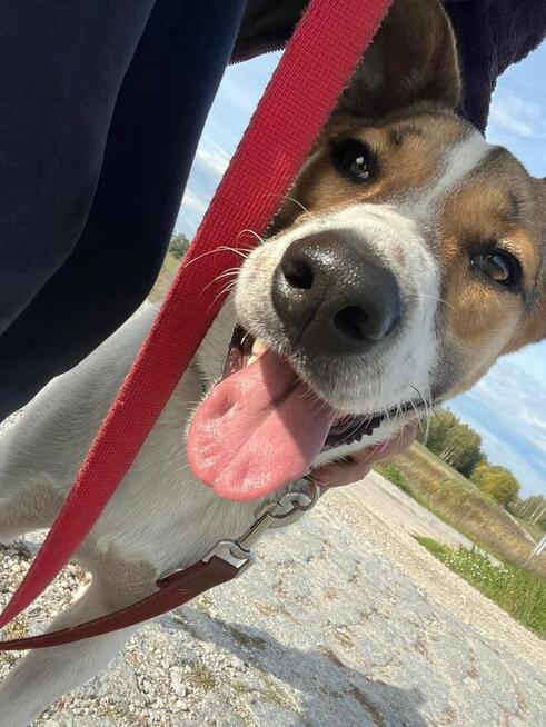 Proludzki przyjacielski Młodziak szuka PILNIE dobrego domku