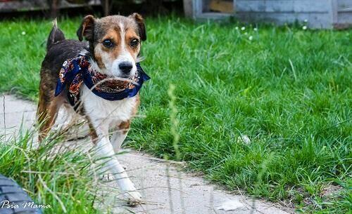 Mały, słodki Falko czeka na dom.