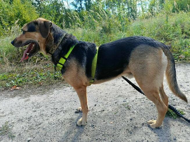 Energiczny młodziutki BRUNO czeka na dom