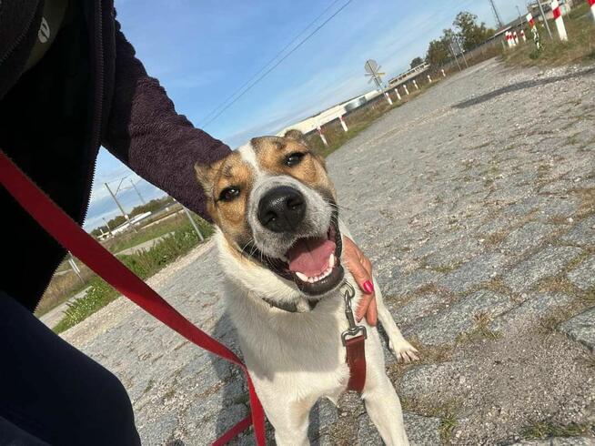 Proludzki przyjacielski Młodziak szuka PILNIE dobrego domku