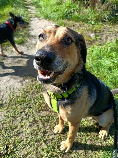 Energiczny młodziutki BRUNO czeka na dom