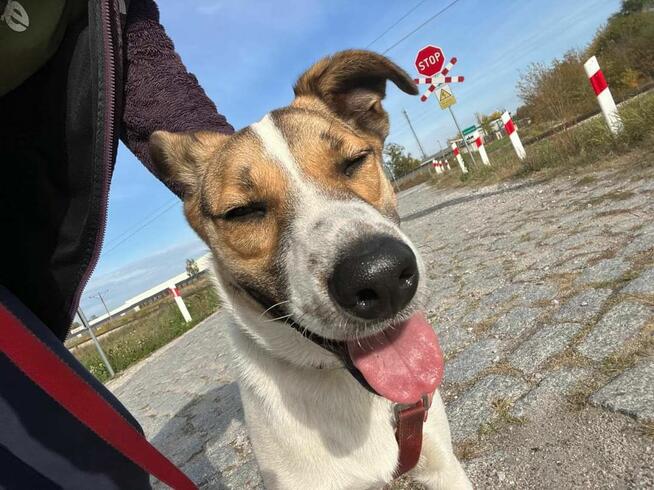 BAKUŚ wesoły Młodziak kochający ludzi i świat BŁAGA o dom