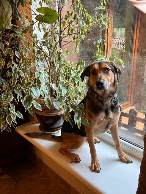 Energiczny młodziutki BRUNO czeka na dom