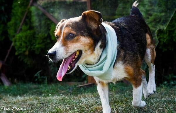 Mały, słodki Falko czeka na dom.