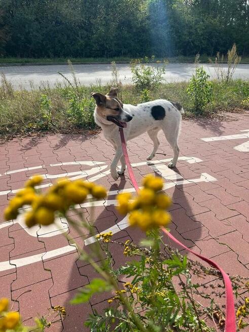 Proludzki przyjacielski Młodziak szuka PILNIE dobrego domku