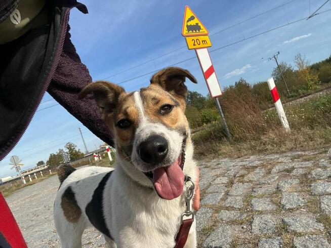 BAKUŚ wesoły Młodziak kochający ludzi i świat BŁAGA o dom