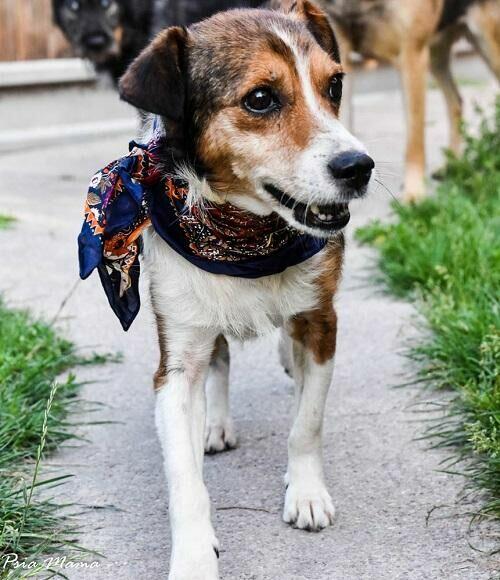 Mały, słodki Falko czeka na dom.