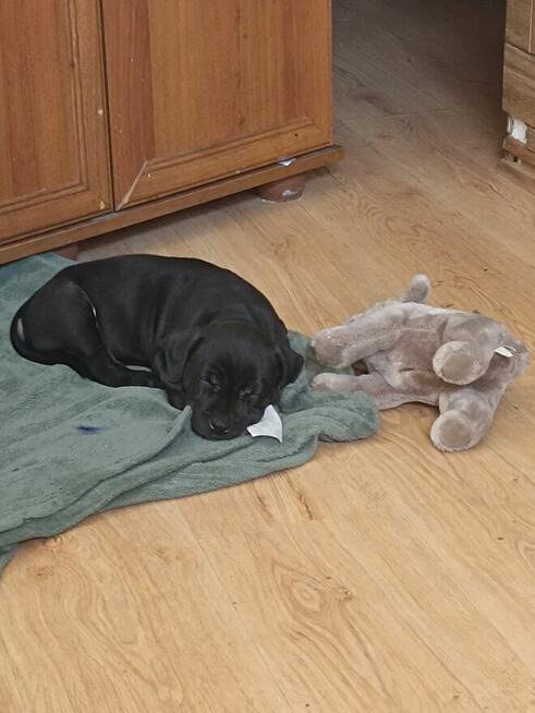 Szczeniak pitbull oddam w dobre ręce