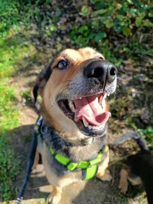 Energiczny młodziutki BRUNO czeka na dom