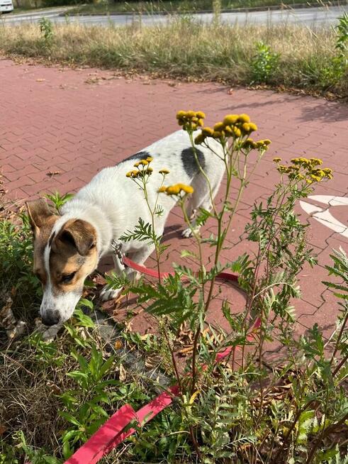 Cudowny wesoły energiczny Młodziak BŁAGA o kochający domek