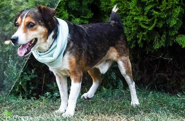 Słodki, grzeczny Falko prosi o dom.