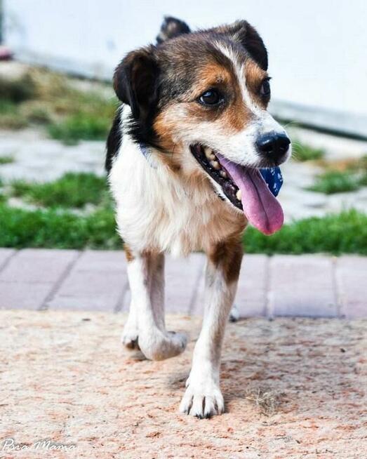 Mały, słodki Falko czeka na dom.