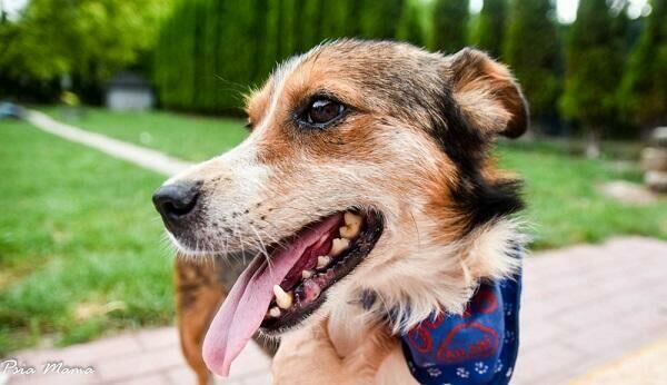 Słodki, grzeczny Falko prosi o dom.