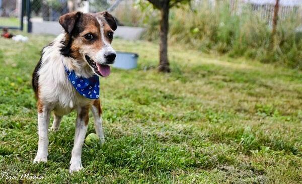 Słodki, grzeczny Falko prosi o dom.