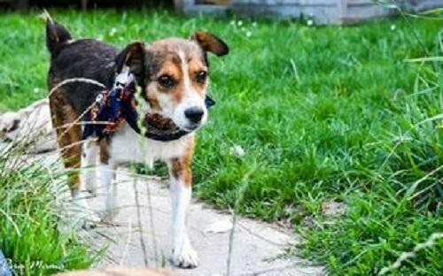 Mały, słodki Falko czeka na dom.