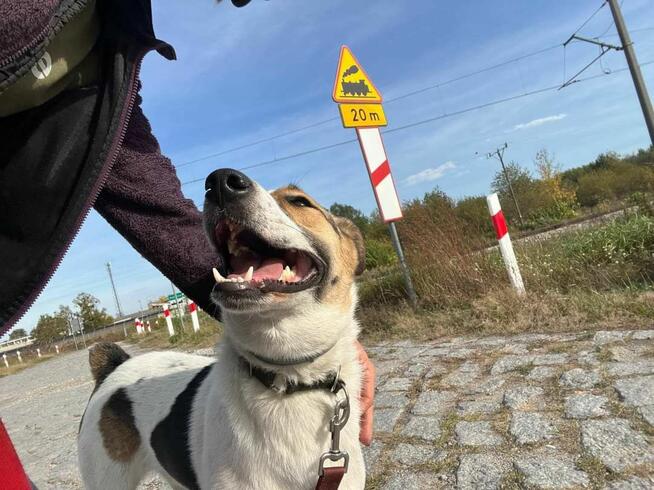 Cudowny wesoły energiczny Młodziak BŁAGA o kochający domek