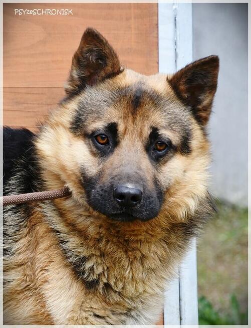 Pan Japa: uśmiechnięty jamnikoowczar ;)