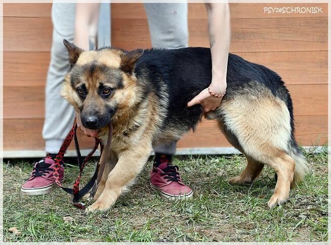 Pan Japa: uśmiechnięty jamnikoowczar ;)