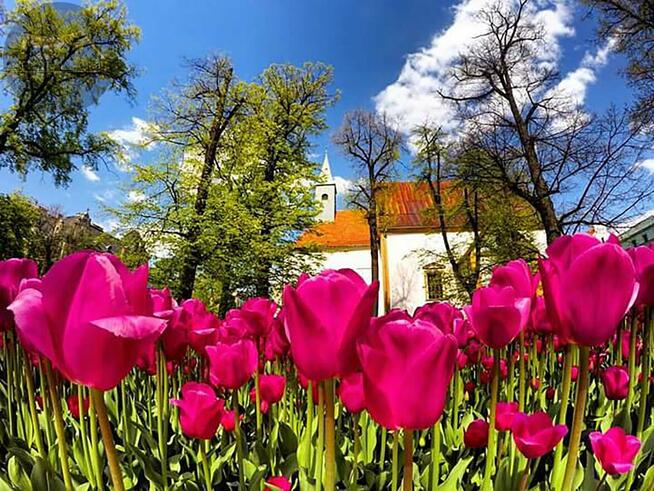 Lokal użytkowy Świdnica