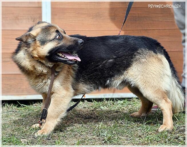 Pan Japa: uśmiechnięty jamnikoowczar ;)