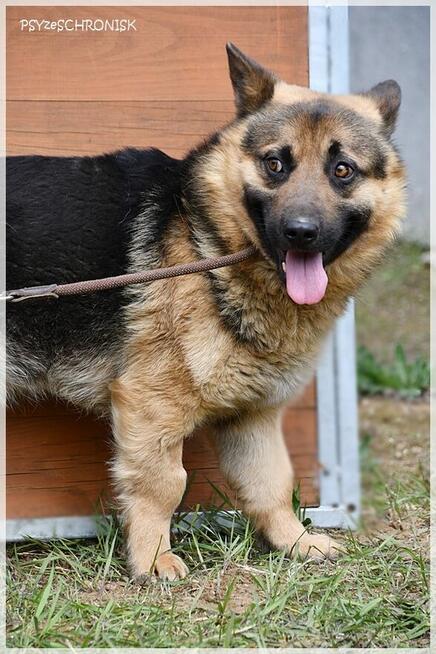 Pan Japa: uśmiechnięty jamnikoowczar ;)