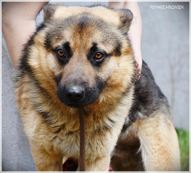 Pan Japa: uśmiechnięty jamnikoowczar ;)