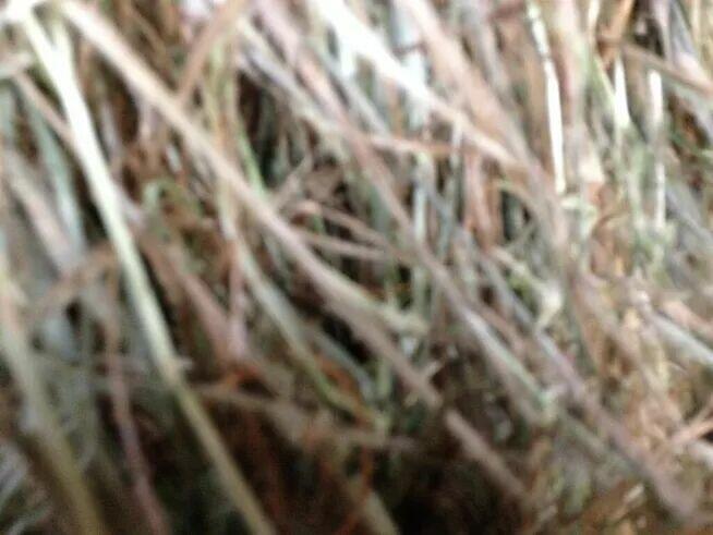 słoma pszenna bele x40 - Wierzbica