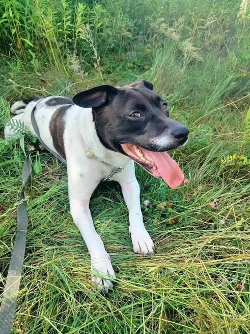 Luccy ok 3 let. w typ.TTB uwolniona z łańcucha TOZ-Wyszków