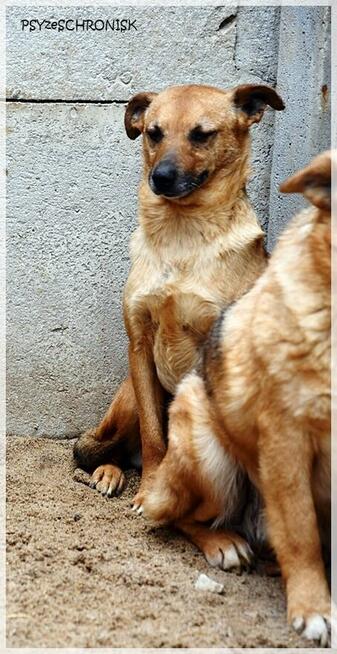 Szakal – szuka cierpliwego opiekuna